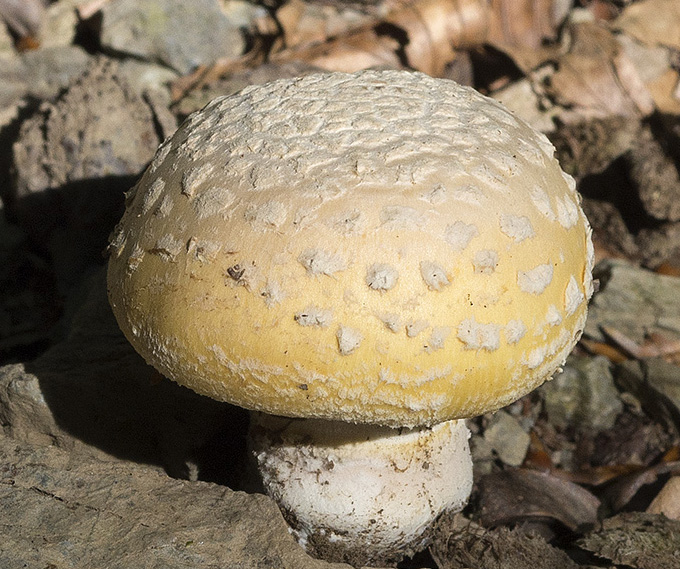 amanita citrina forse