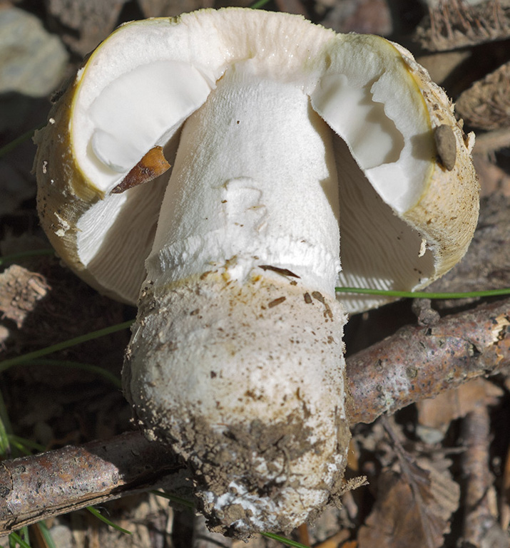 amanita citrina forse