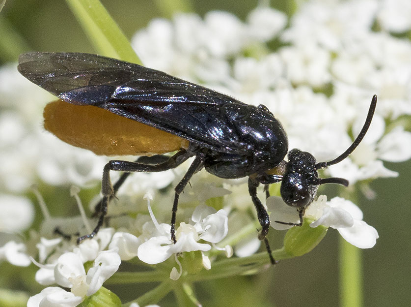 imenottero da identificare dalla liguria, Arge? s, Arge pagana