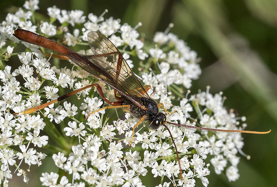 Icneumonide? S, Ichneumonidae Anomaloninae sp.