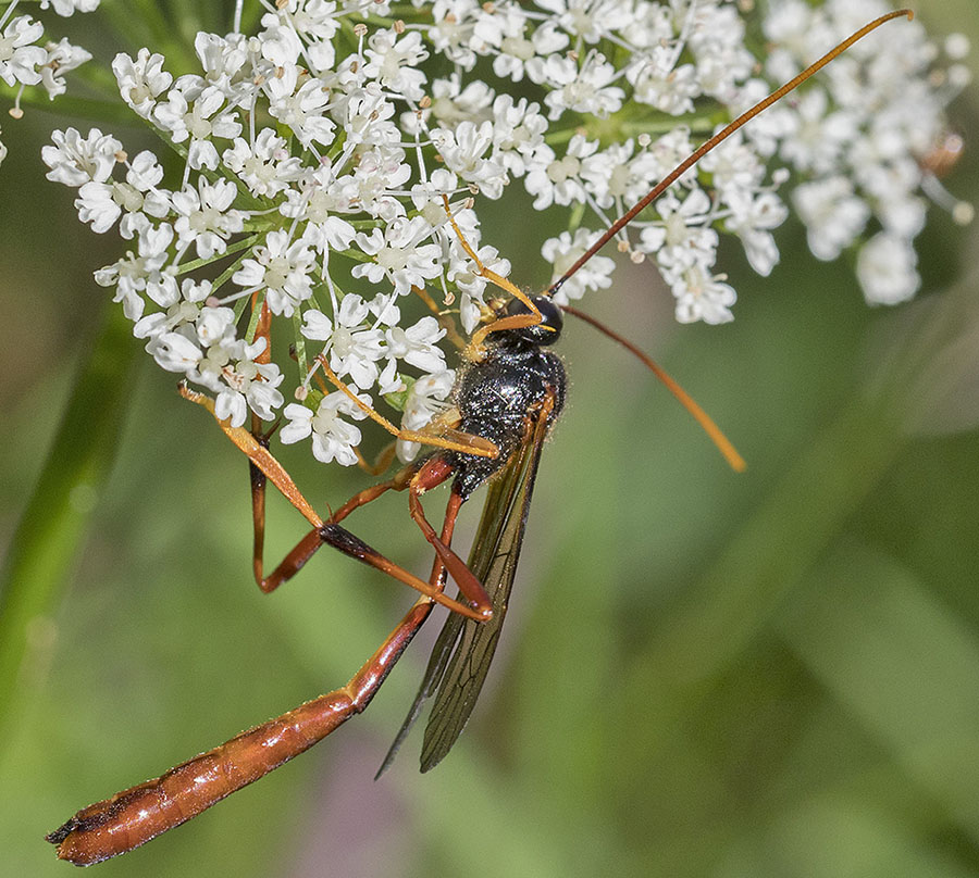 Icneumonide? S, Ichneumonidae Anomaloninae sp.