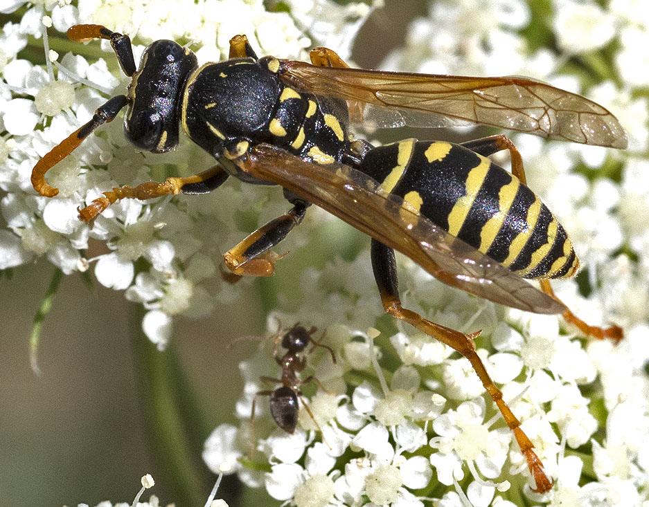 Vespidae: Polistes? S, maschio