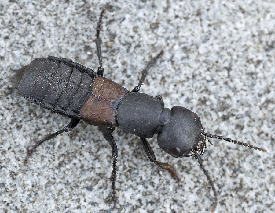 Stafilinide dall''appennino ligure:  Ocypus sp.?  S