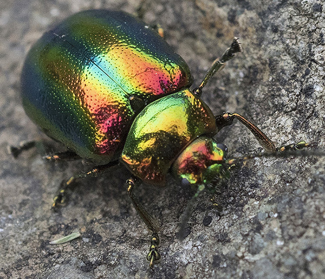 Chrysomelidae: Oreina speciosissima