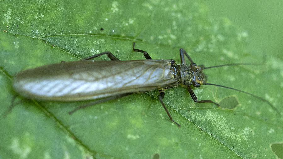 Dall''Appenino ligure: Dinocras sp. (Perlidae)