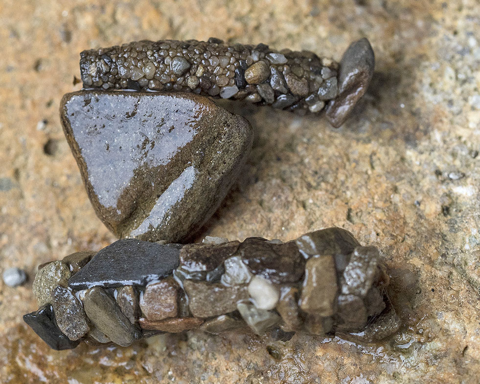 Larve di Odontocerum albicorne (Odontoceridae) e Potamophylax sp. (Limnephilidae)