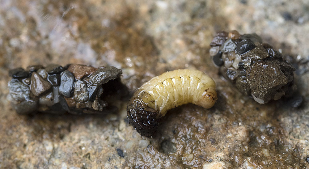 Larve di Odontocerum albicorne (Odontoceridae) e Potamophylax sp. (Limnephilidae)