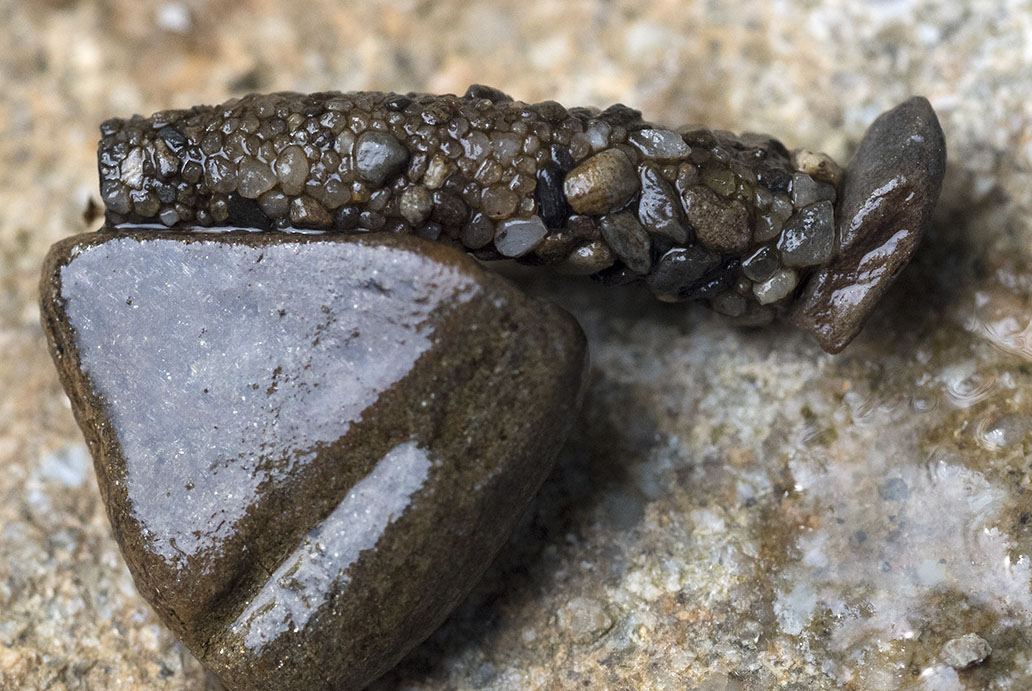 Larve di Odontocerum albicorne (Odontoceridae) e Potamophylax sp. (Limnephilidae)