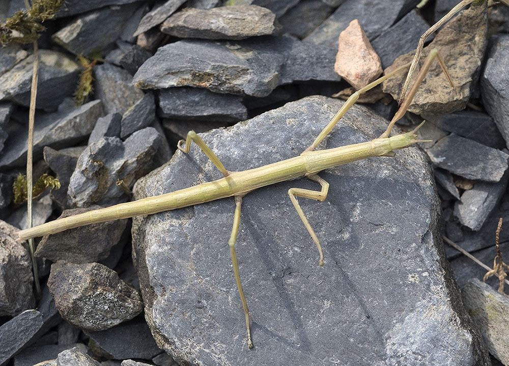 Dall''appennino ligure: Bacillus ?  No, Clonopsis gallica (Bacillidae)