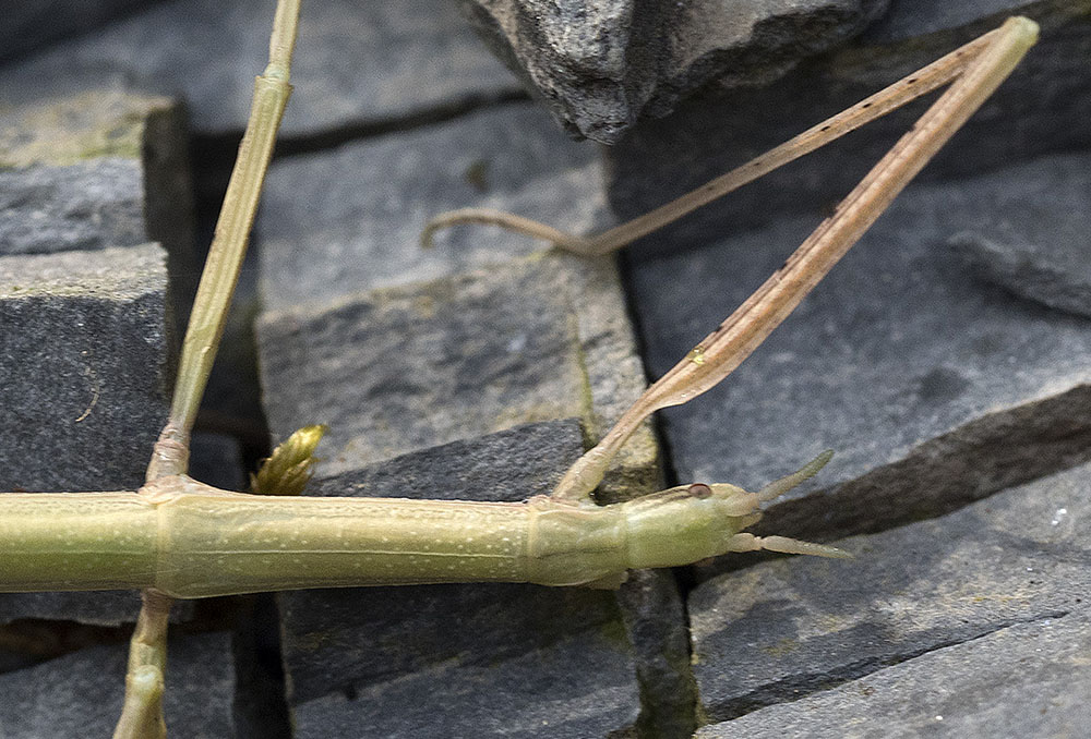 Dall''appennino ligure: Bacillus ?  No, Clonopsis gallica (Bacillidae)