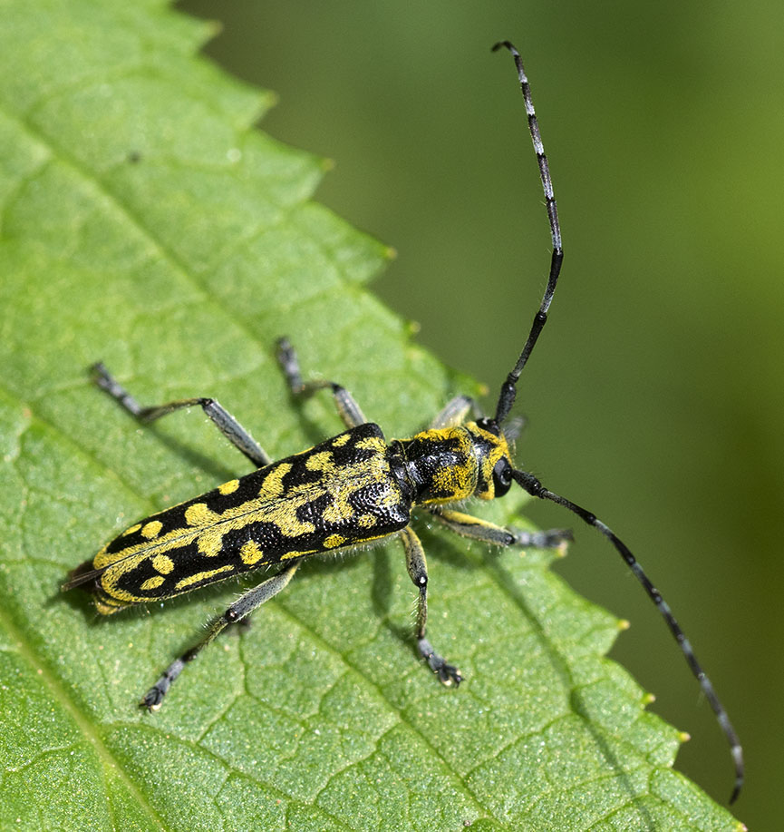 Cerambycidae: Saperda scalaris, maschio