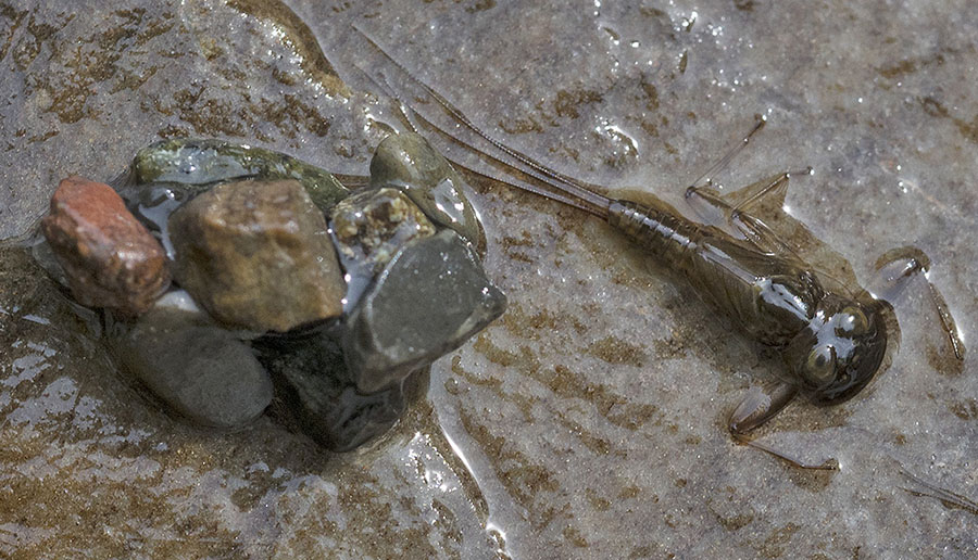 Larve d plecottero?  No, di efemerottero: Ecdyonurus (Heptageniidae)