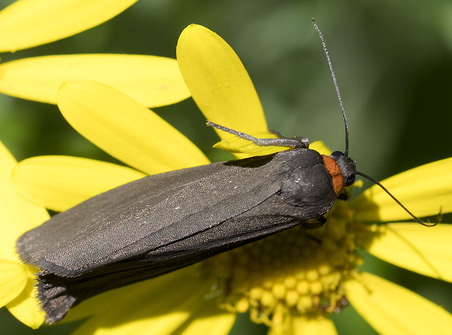 Dall''Appennino ligure:  Atolmis rubricollis  - Erebidae Arctiinae