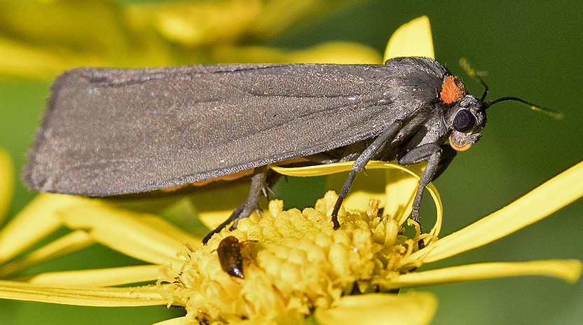 Dall''Appennino ligure:  Atolmis rubricollis  - Erebidae Arctiinae