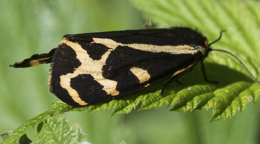 Dall''Appennino ligure: Parasemia plantaginis - Erebidae Arctiinae