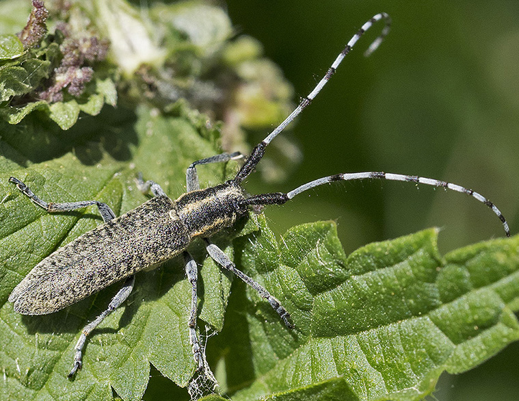Dall''appennino ligure: Agapanthia?  S, Agapanthia villosoviridiscens