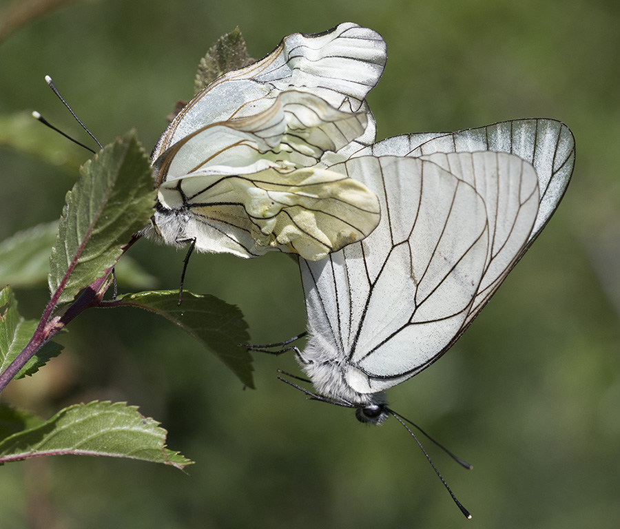 Accoppiamento di Aporia crataegi - Pieridae