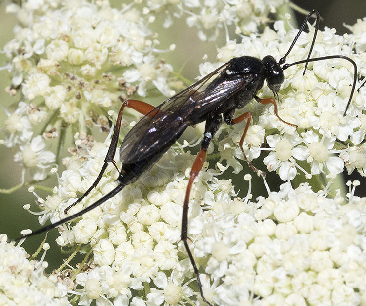 Ichneumonidae da identificare dalla Liguria