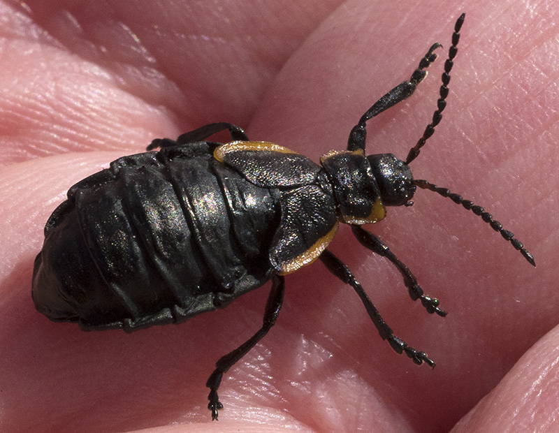 Chrysomelidae: Arima marginata s.l.