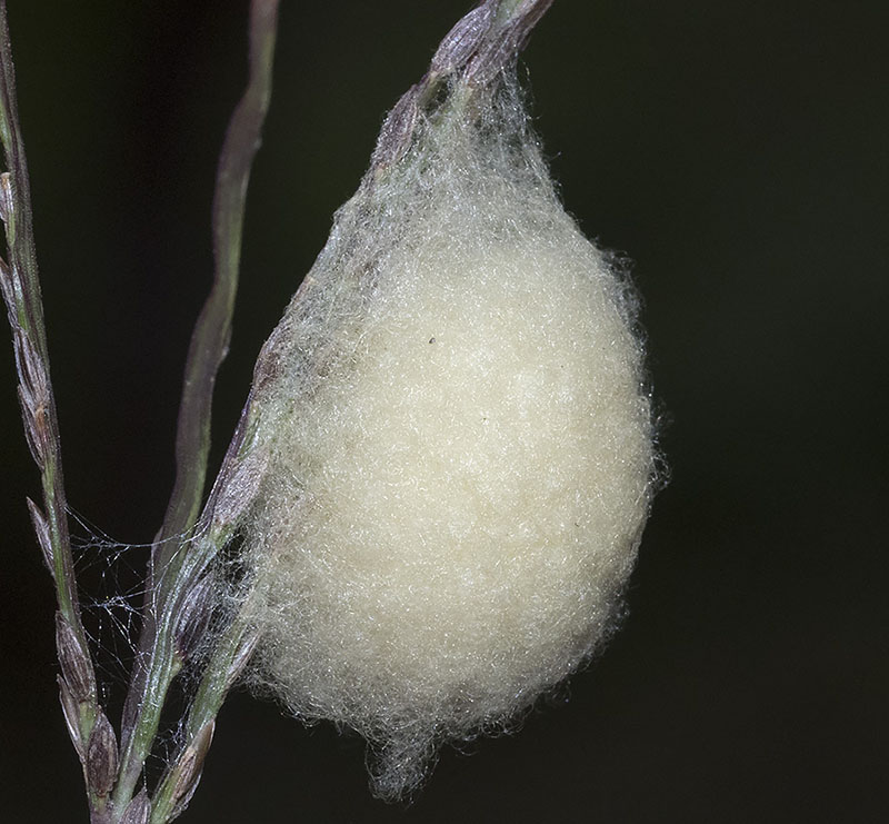 Piccoli Braconidae usciti da un bozzolo