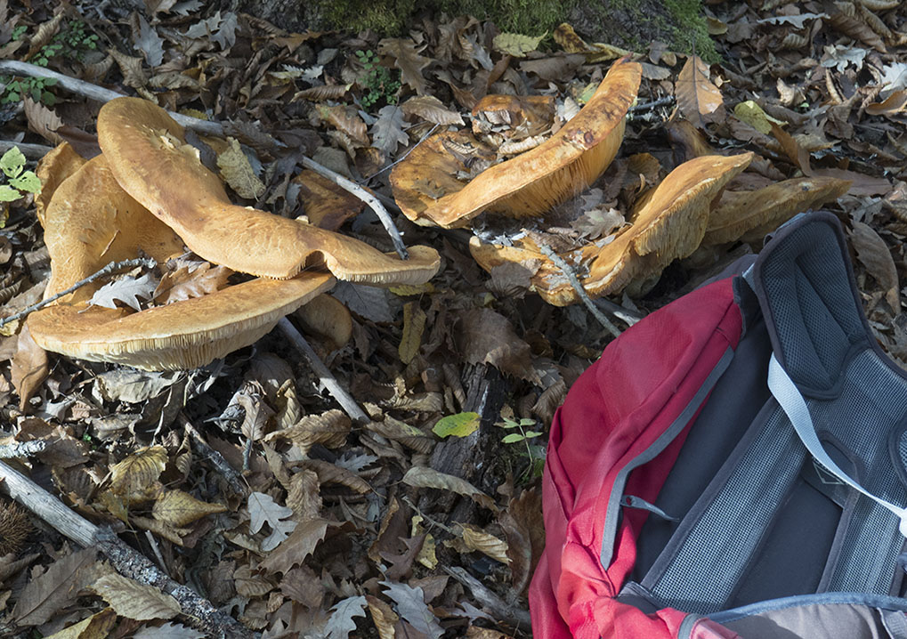 funghi da deerminare dall''appennino ligure