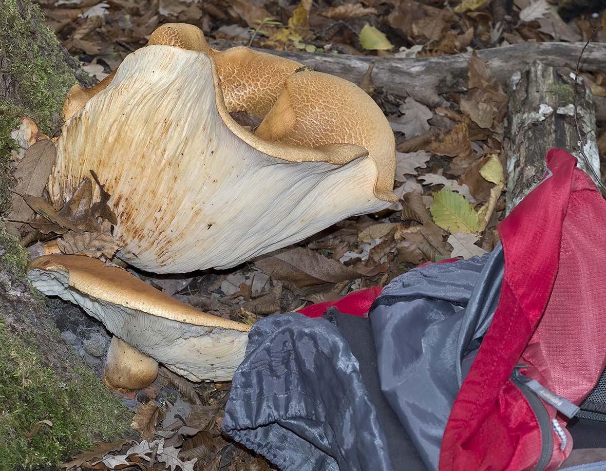 funghi da deerminare dall''appennino ligure