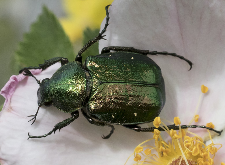 Cetonidae: Gnorimus nobilis femmina