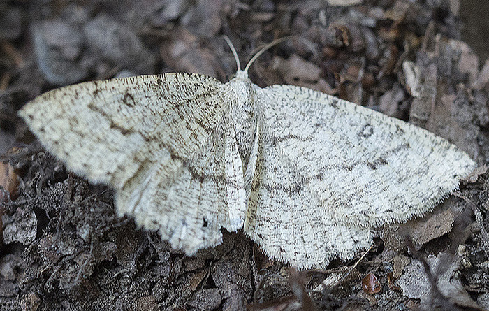 Charissa cfr. obscurata (Geometridae)