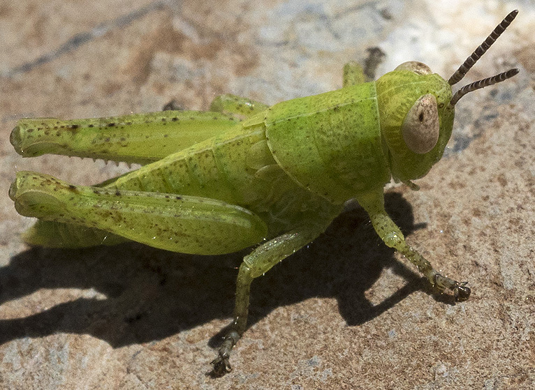 Piccolo ortottero dall''Appennino ligure: Pezotettix giornae