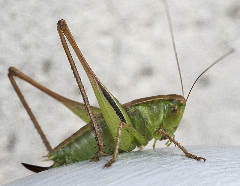 Tettigoniidae: Bicolorana bicolor bicolor