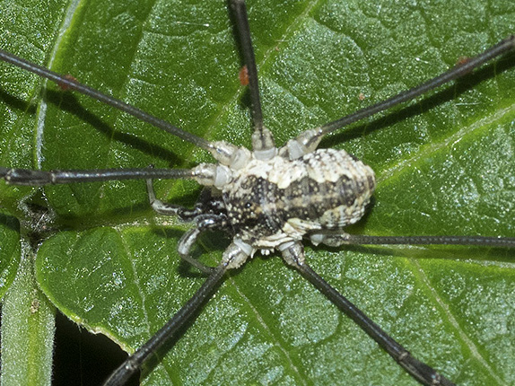 Mitopus morio - Phalangiidae