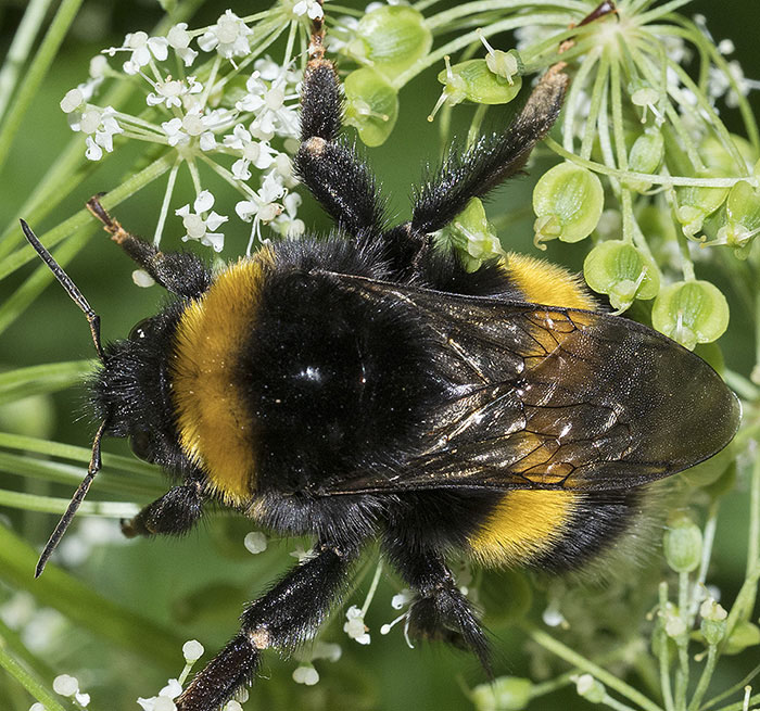 Bombus gruppo terrestris? S.