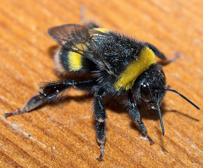 Bombus gruppo terrestris? S.