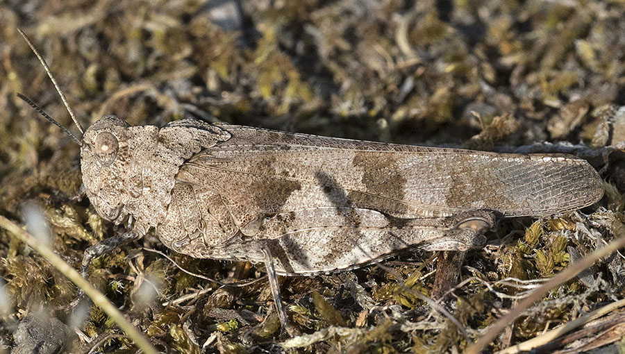 cavalletta da identificare