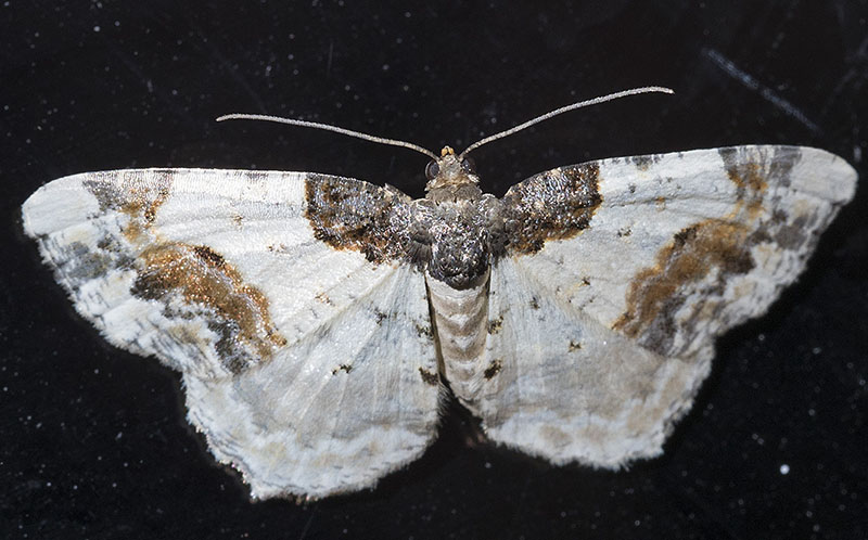 Ligdia adustata (Geometridae)