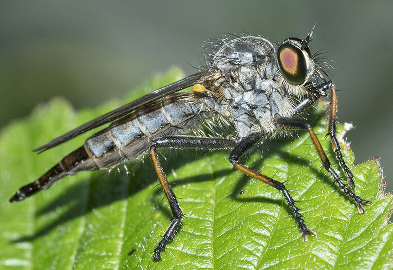 Asilidae Asilinae sp., femmina