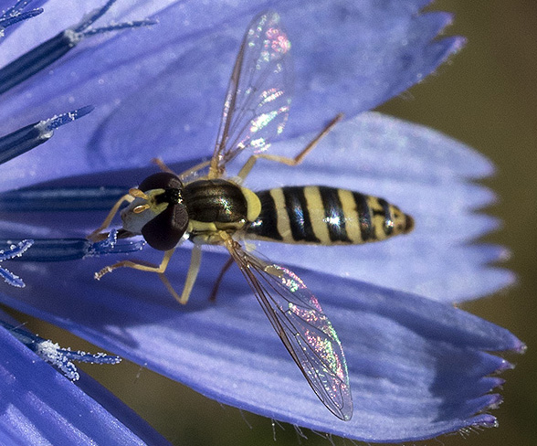 sirfide dalla liguria