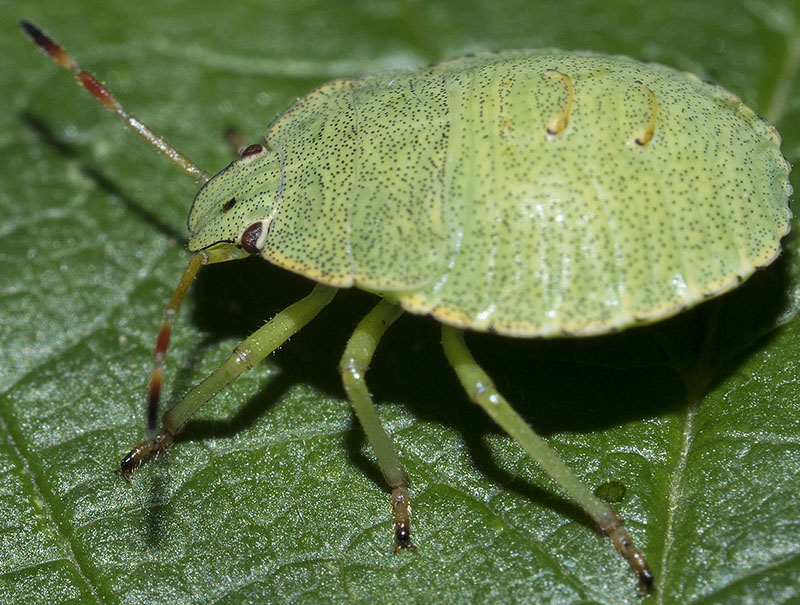 Emittero giovanile: neanide di Palomena prasina