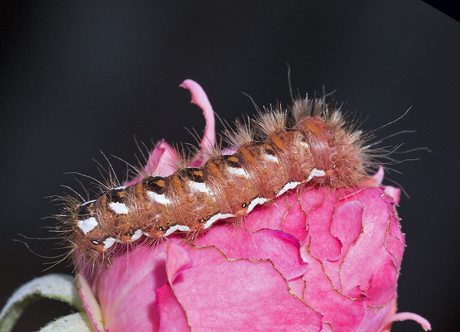 Bruco su rosa: Acronicta rumicis - Noctuidae