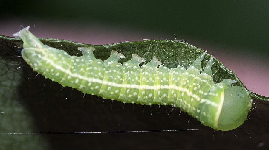 Pseudoips prasinana - Nolidae