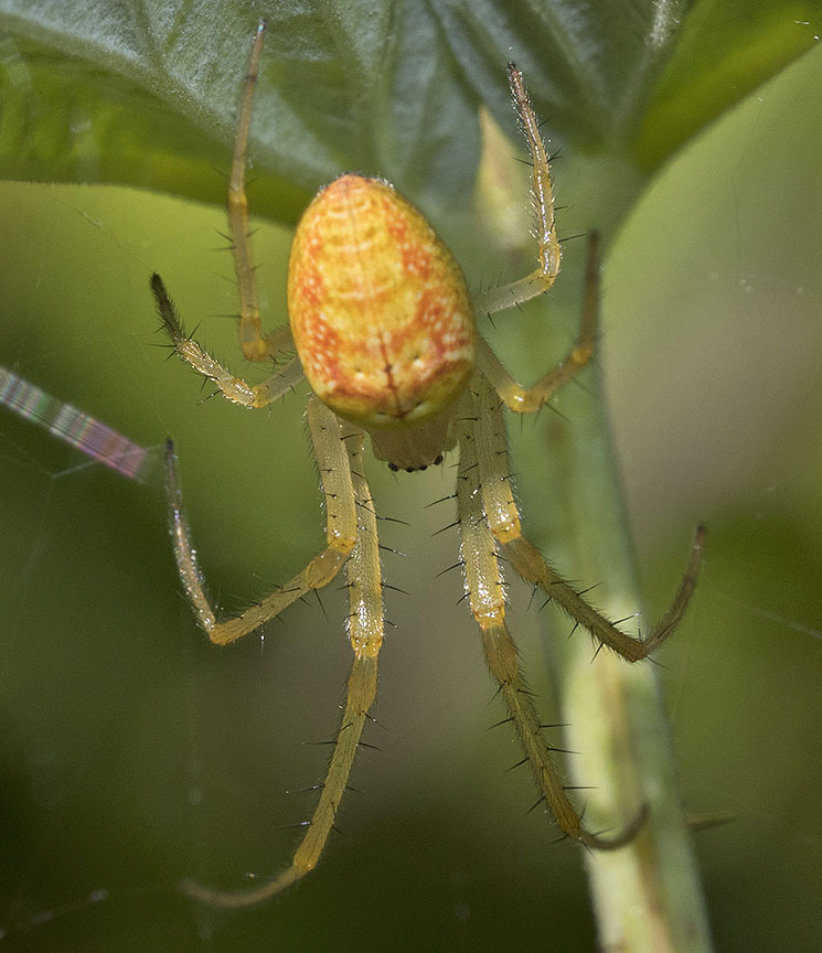 Metellina sp.