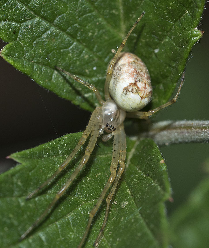 Metellina sp.