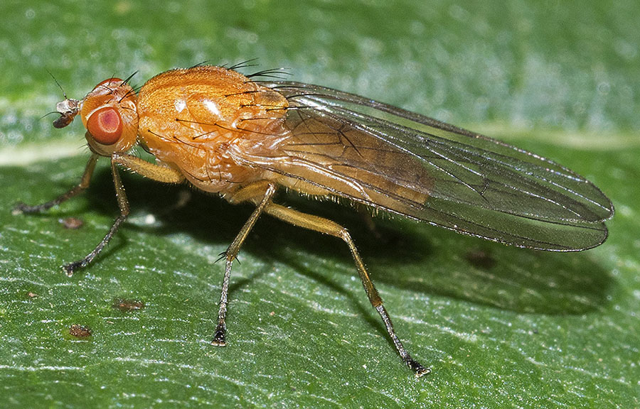 Dryomyzidae: Dryope flaveola