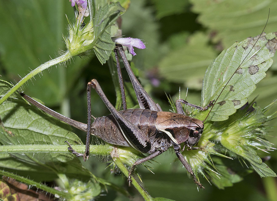 Pholidoptera aptera