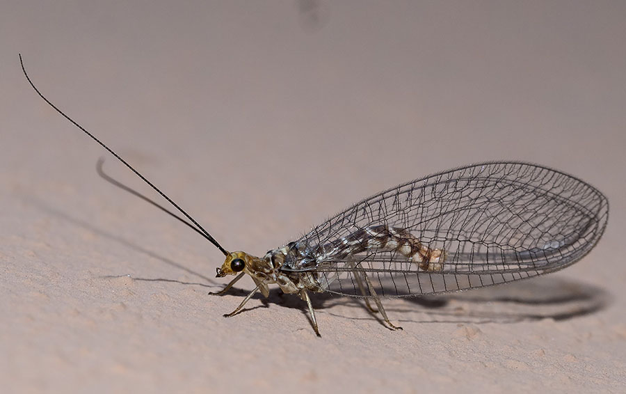 Neurottero da Roma: Nothochrysa capitata (Chrysopidae)