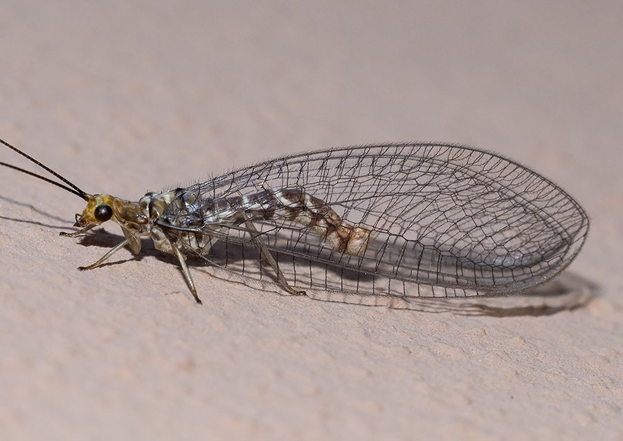 Neurottero da Roma: Nothochrysa capitata (Chrysopidae)