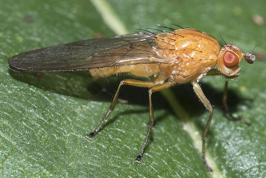Dryomyzidae: Dryope flaveola