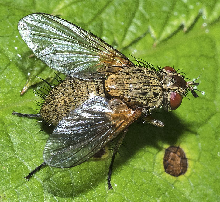 dittero da identificare dalla liguria