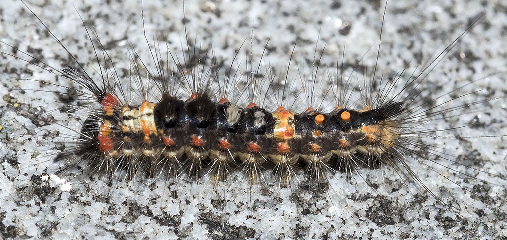 bruco da identificare