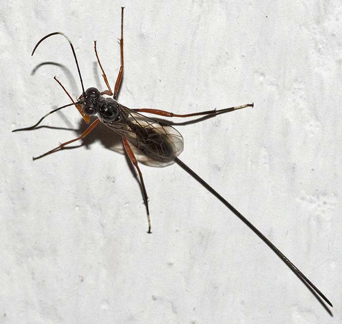 Ichneumonidae: Stenarella domator